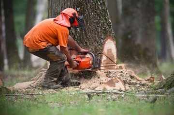 Abattage et dessouchage d’arbre à Lille