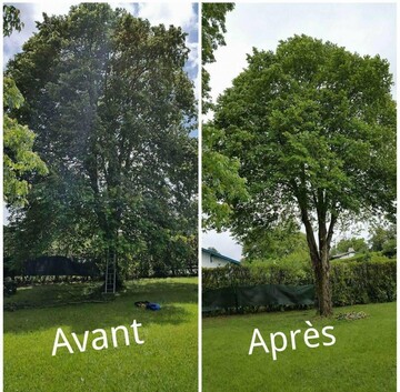 Elagueur pour élagage d'arbre au Golf du Morbihan