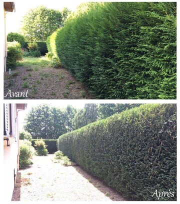 Taille de haie par un jardinier à Tournai